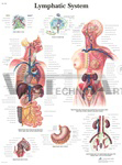 Lymphatic System - Anatomical Chart